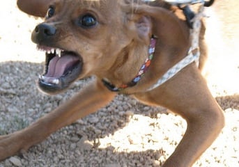 dog_attack