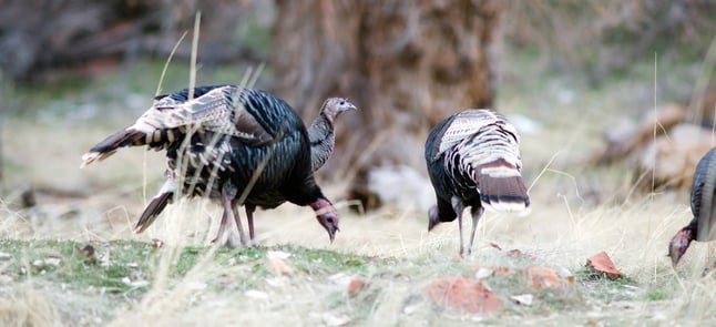 Wild turkeys are roving northern new Jersey 