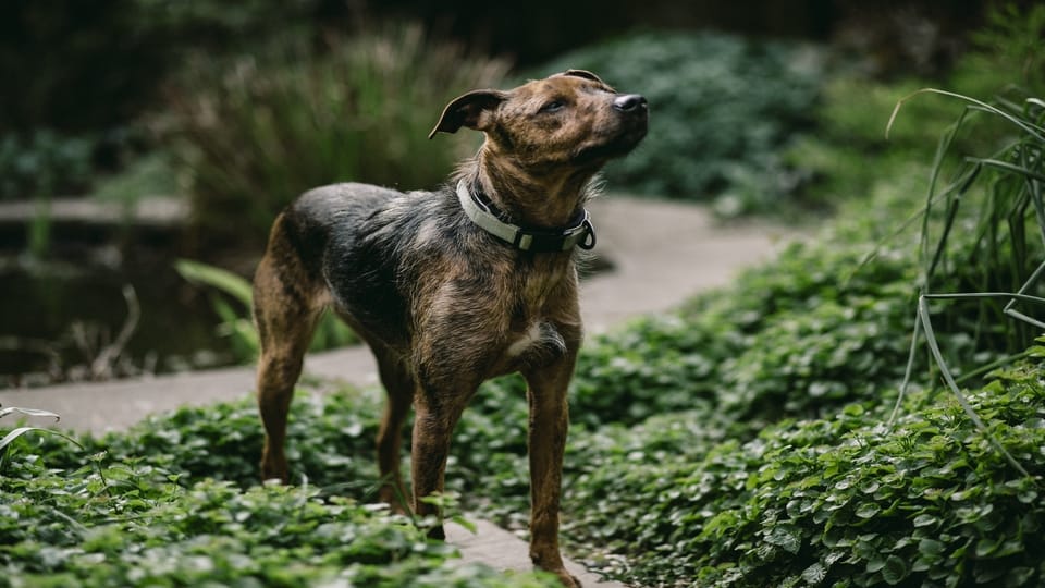 brown-and-black-dog