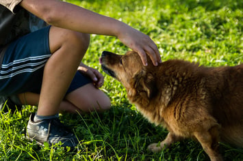 Boy petting dog properly trained to avoid dog bite injury