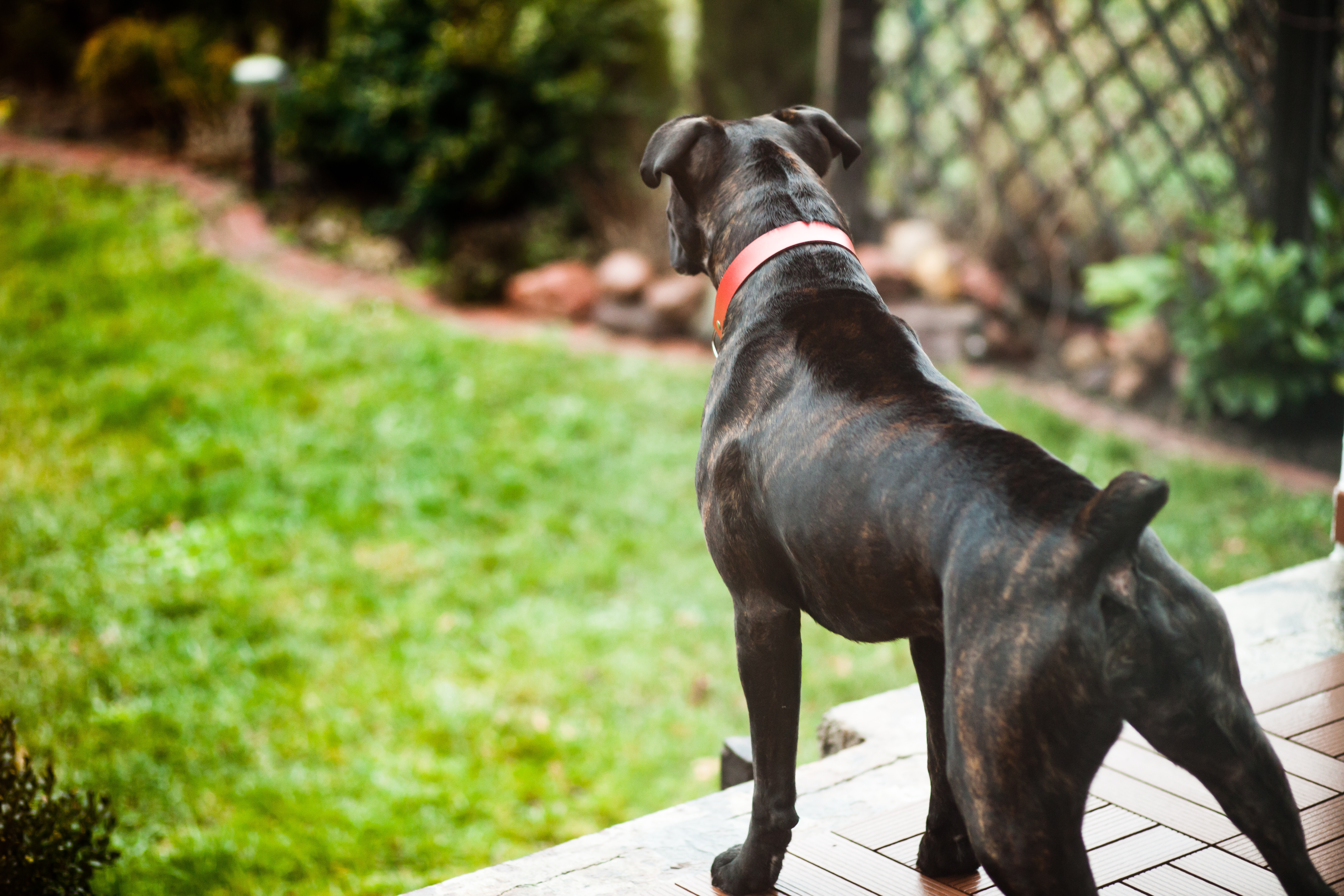 Boxer dog in backyard