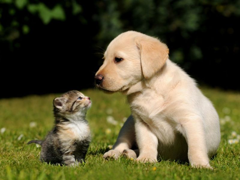 puppy kitten support animals